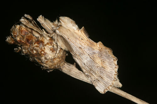 Pterostoma palpina: Bild 2