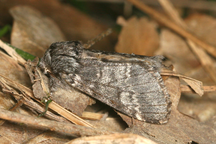 Drymonia ruficornis: Bild 2