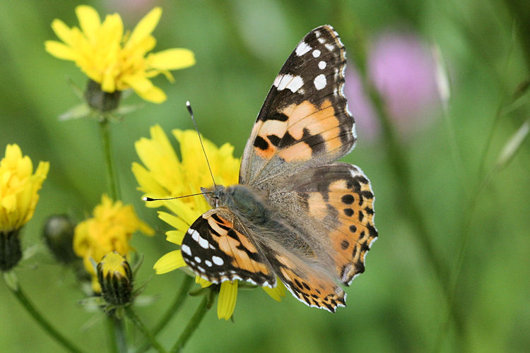 Vanessa cardui: Bild 17