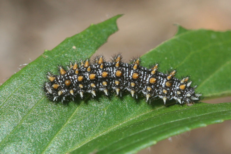 Melitaea diamina: Bild 2