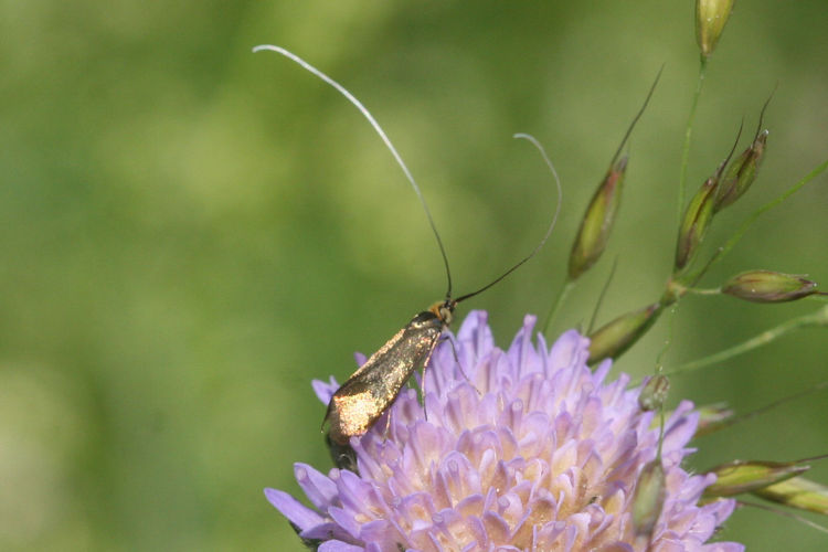 Nemophora metallica: Bild 1