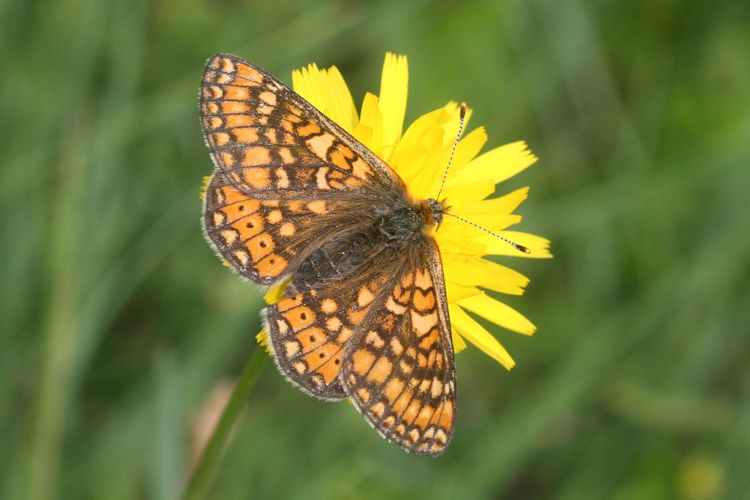 Euphydryas aurinia aurinia: Bild 9