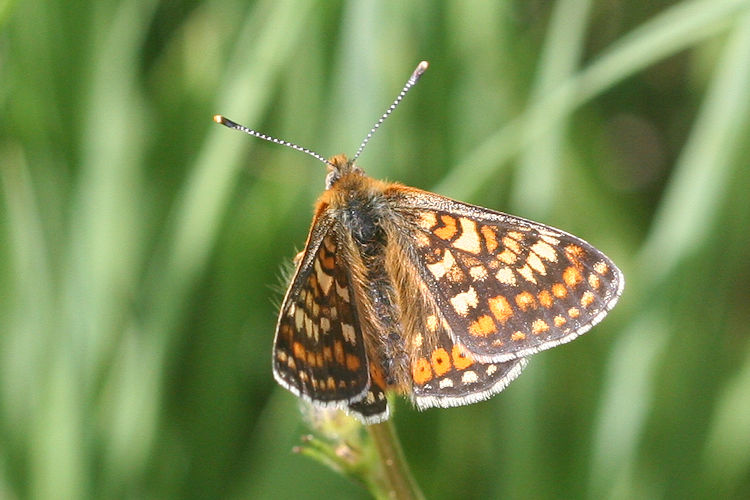 Euphydryas aurinia aurinia: Bild 3