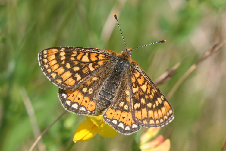 Euphydryas aurinia aurinia: Bild 13