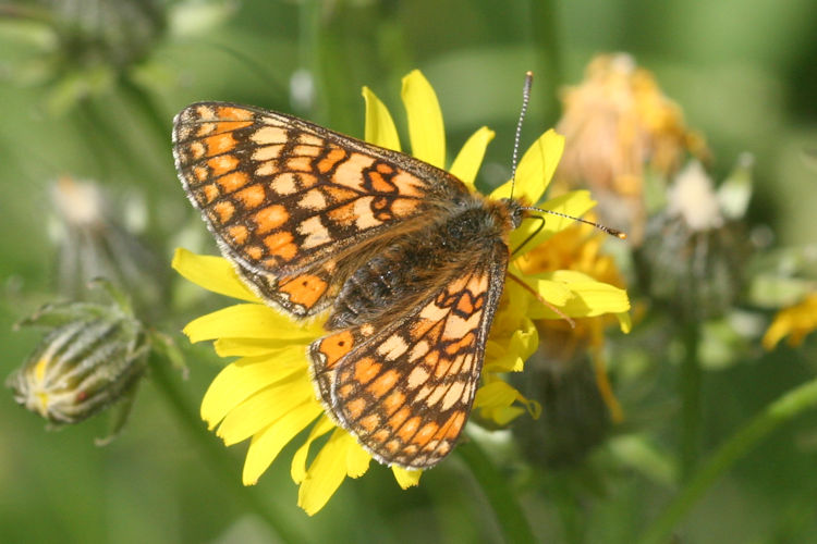 Euphydryas aurinia aurinia: Bild 10