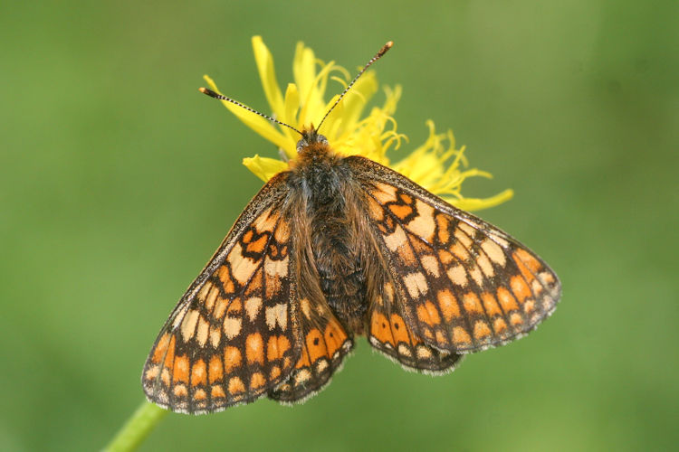 Euphydryas aurinia aurinia: Bild 11