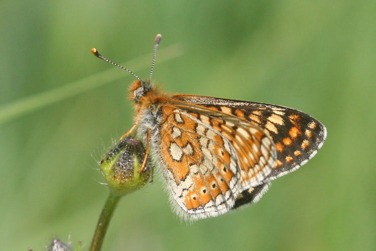 Euphydryas aurinia aurinia: Bild 20