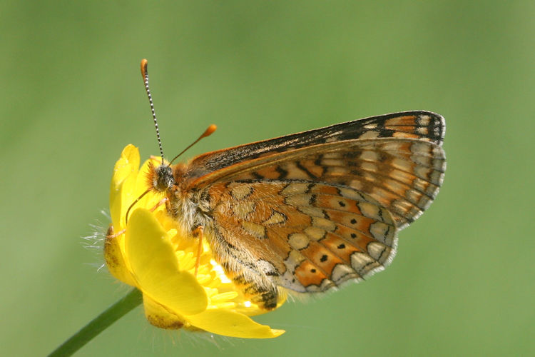 Euphydryas aurinia aurinia: Bild 22