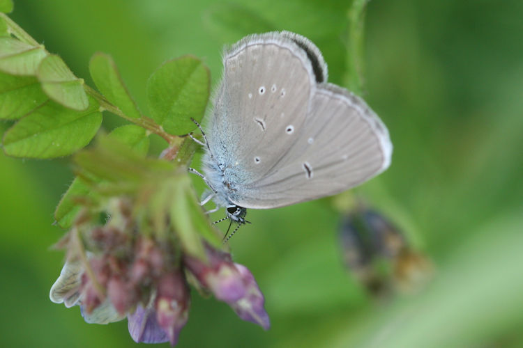 Cyaniris semiargus: Bild 21