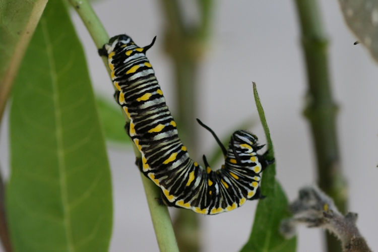 Danaus chrysippus: Bild 2