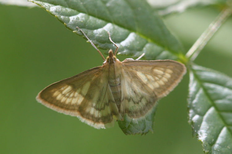 Paratalanta pandalis: Bild 3