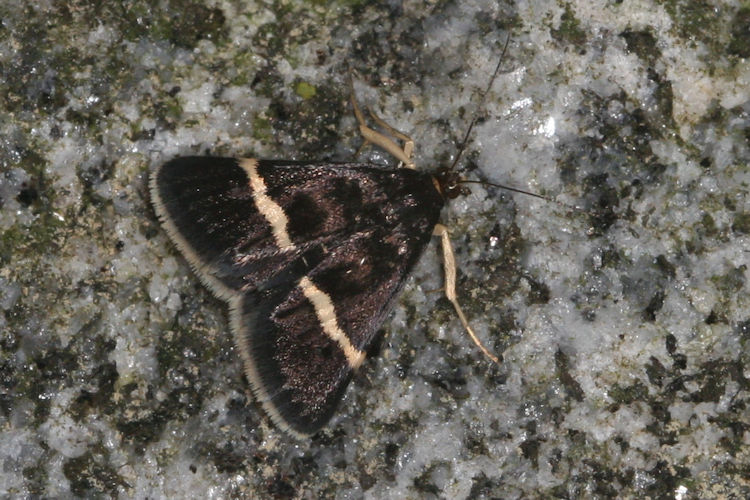 Pyrausta cingulata: Bild 2