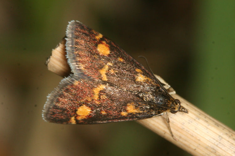 Pyrausta aurata: Bild 1