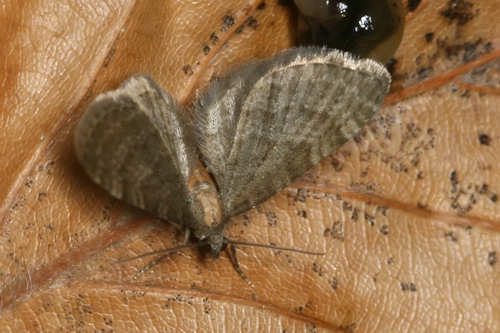 Eupithecia haworthiata: Bild 13