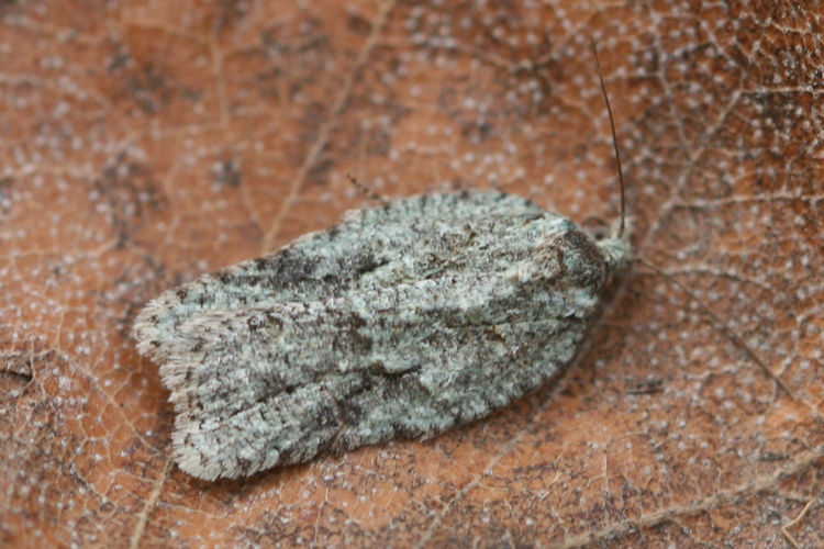 Acleris literana: Bild 2