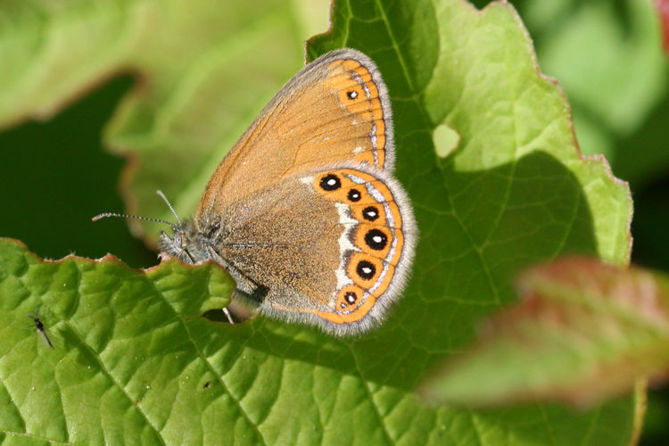 Coenonympha hero: Bild 2