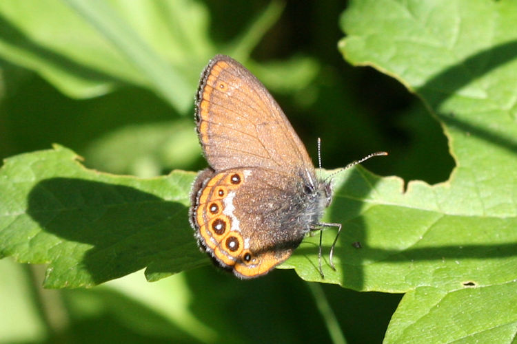 Coenonympha hero: Bild 5