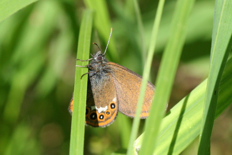 Coenonympha hero: Bild 6