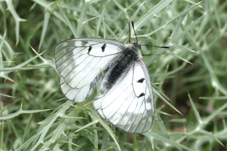 Parnassius mnemosyne athene: Bild 3