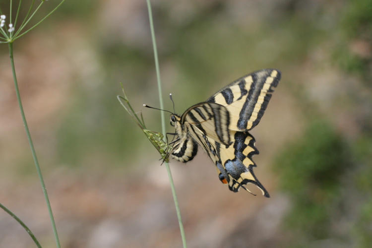 Papilio alexanor: Bild 15