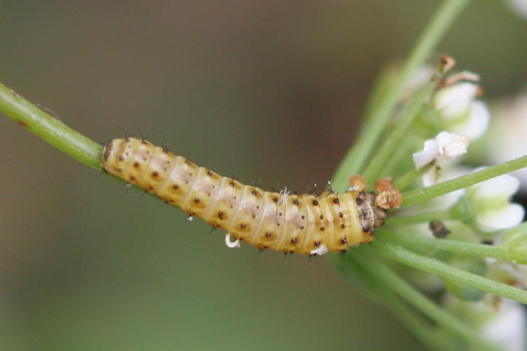 Papilio alexanor: Bild 3