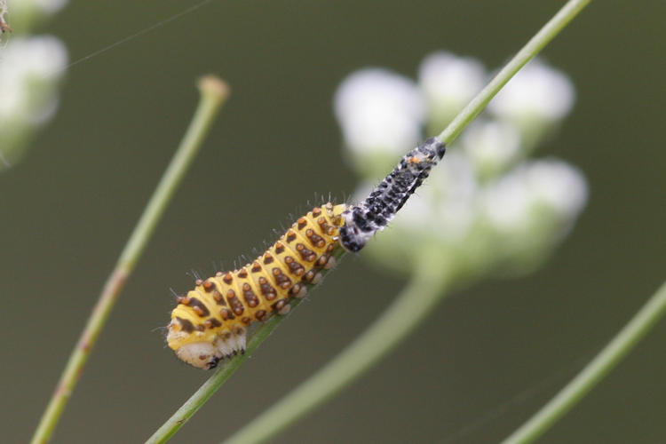 Papilio alexanor: Bild 4