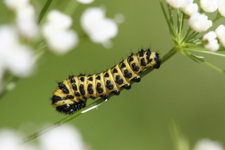 Papilio alexanor: Bild 7