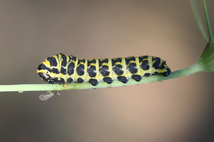Papilio alexanor: Bild 8