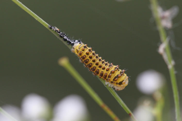 Papilio alexanor: Bild 9