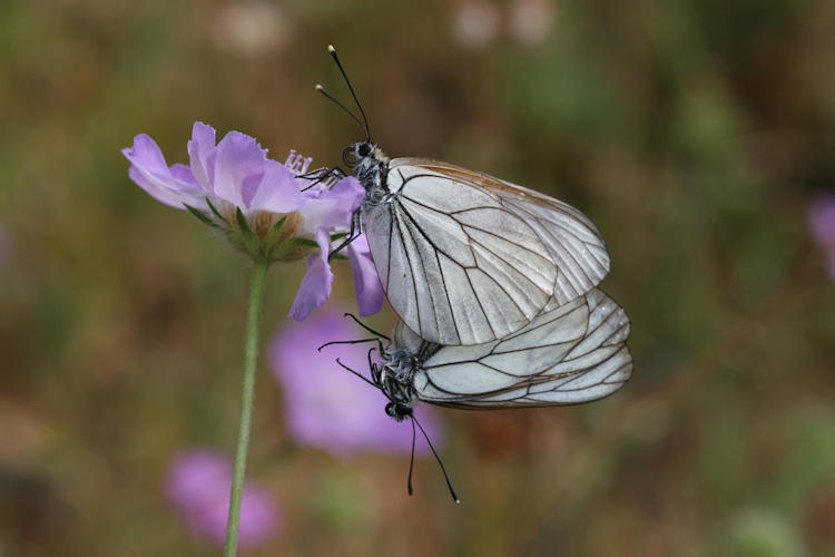 Aporia crataegi: Bild 25