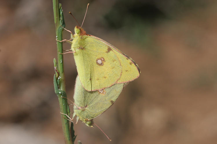 Colias crocea: Bild 28