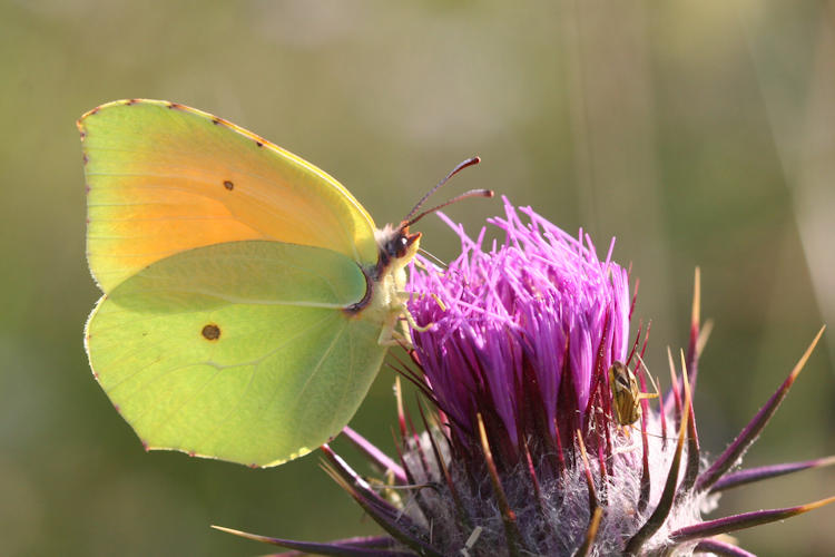 Gonepteryx cleopatra citrina: Bild 4