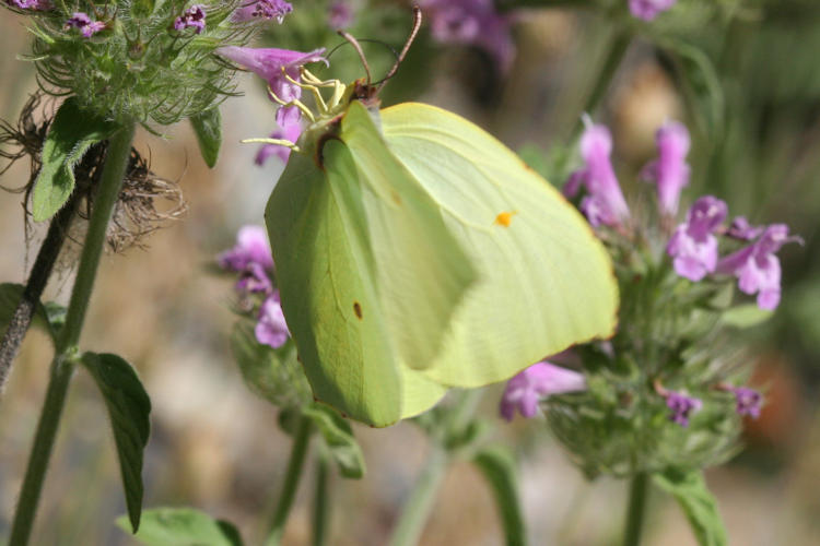 Gonepteryx cleopatra citrina: Bild 1