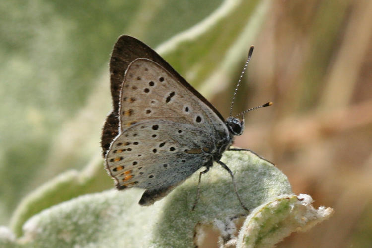 Lycaena tityrus: Bild 20