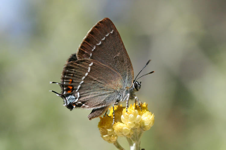 Satyrium spini: Bild 21