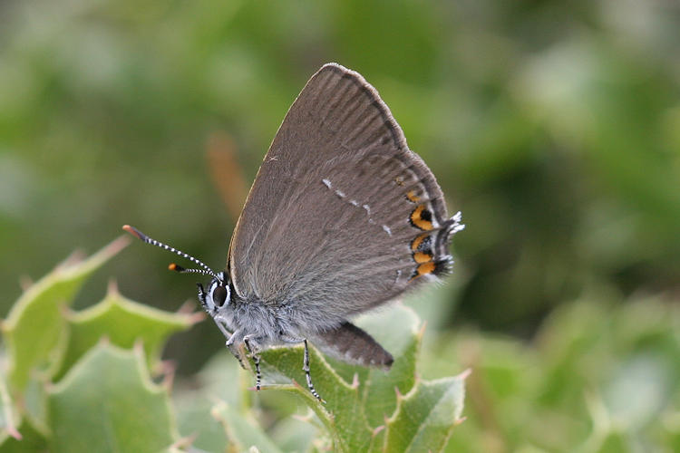 Satyrium acaciae: Bild 7