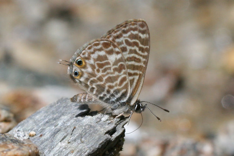 Leptotes pirithous: Bild 7