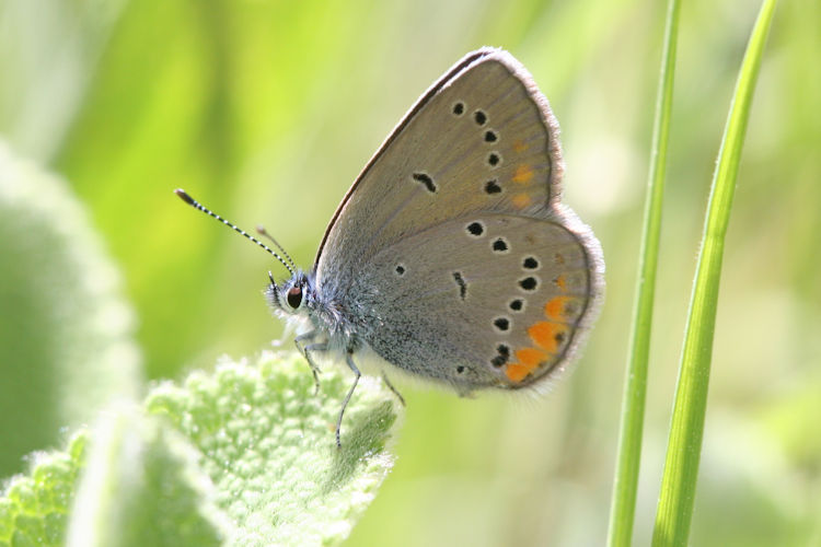 Cyaniris semiargus helena: Bild 24