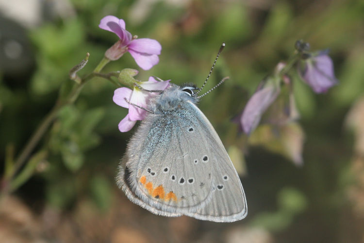 Cyaniris semiargus helena: Bild 23