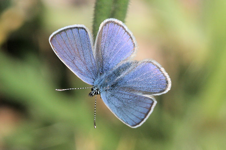 Cyaniris semiargus helena: Bild 2