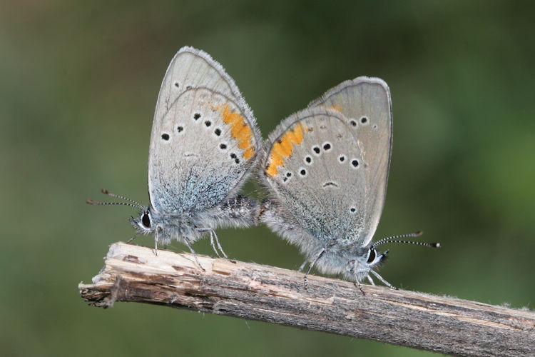 Cyaniris semiargus helena: Bild 27