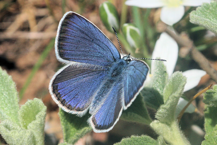 Neolysandra coelestina hera: Bild 5