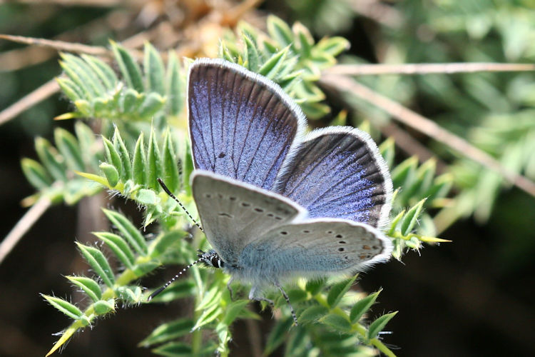 Neolysandra coelestina hera: Bild 6