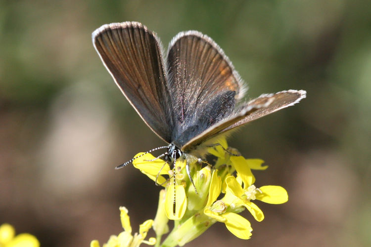 Neolysandra coelestina hera: Bild 14