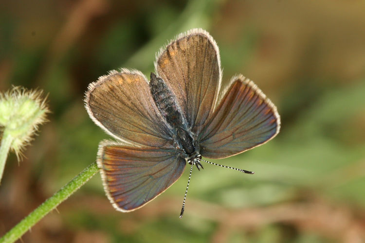 Neolysandra coelestina hera: Bild 15