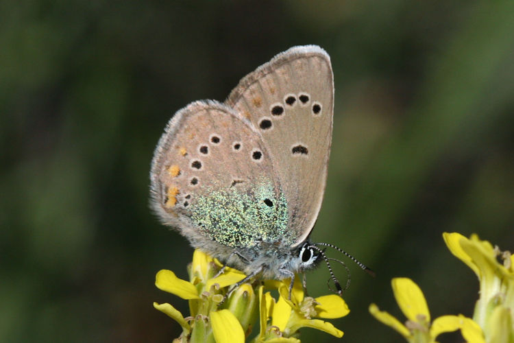 Neolysandra coelestina hera: Bild 30