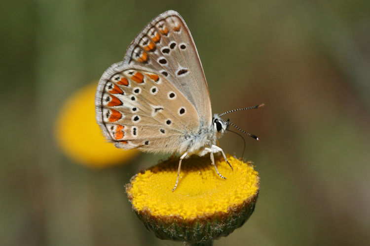 Polyommatus thersites: Bild 34