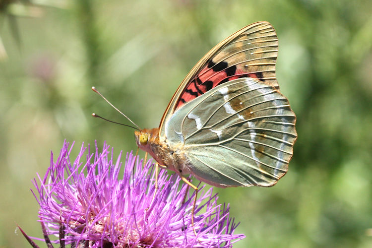 Argynnis pandora: Bild 33