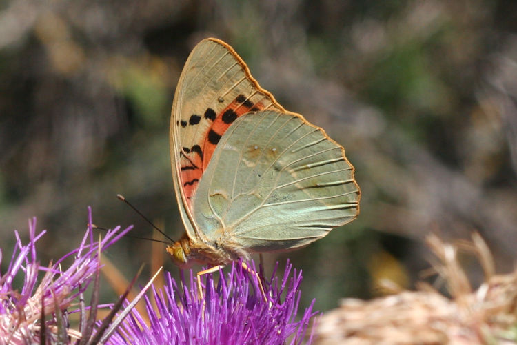 Argynnis pandora: Bild 22