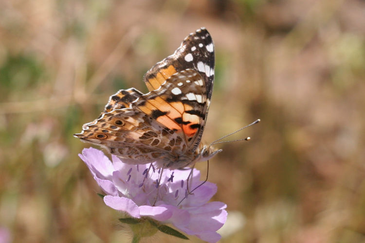 Vanessa cardui: Bild 23